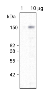 western blot using anti-AtABCC1 antibodies
